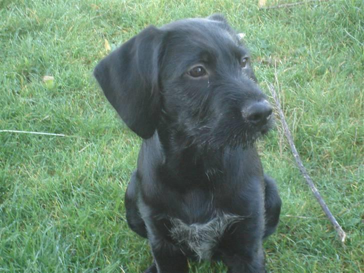 Blanding af racer Zoe billede 7