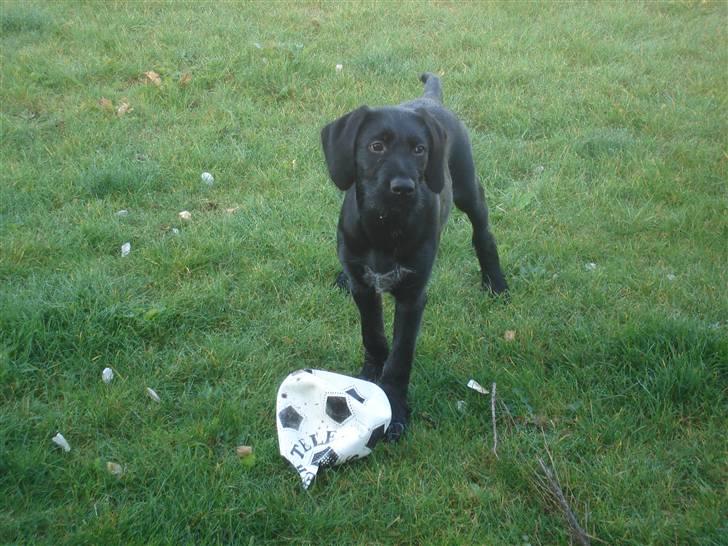 Blanding af racer Zoe - Kommer du ikke ud og leger? Græsset er ikke særlig meget vådt... billede 8