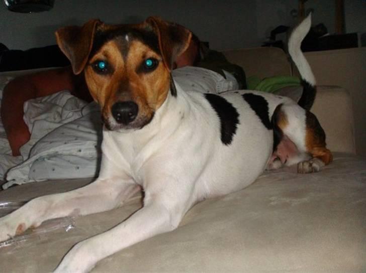 Dansk svensk gaardhund Herkules billede 1