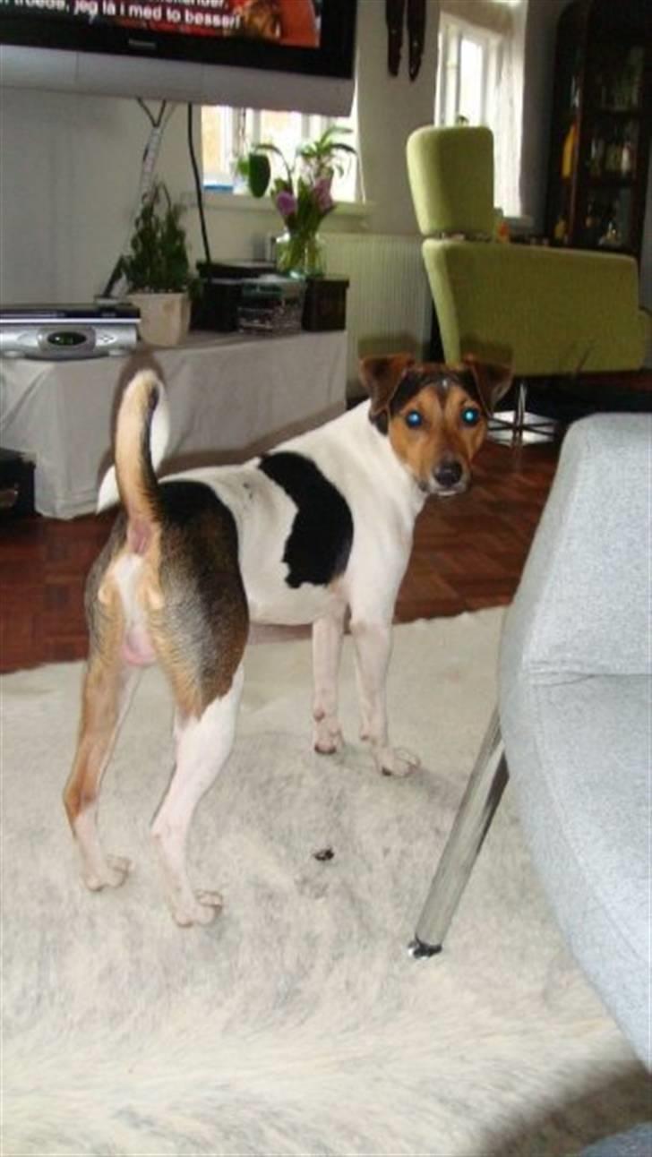 Dansk svensk gaardhund Herkules billede 2