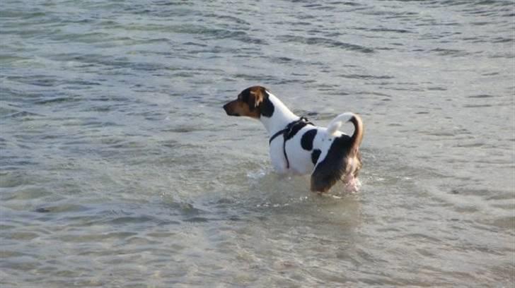 Dansk svensk gaardhund Herkules billede 3