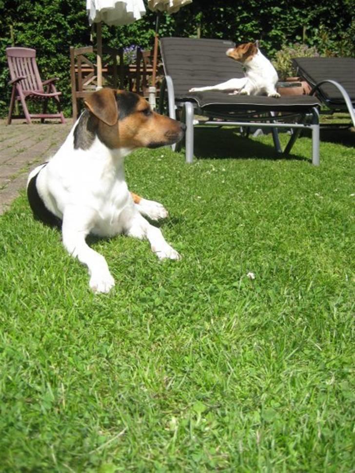 Dansk svensk gaardhund Herkules billede 4