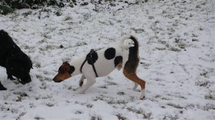 Dansk svensk gaardhund Herkules billede 5