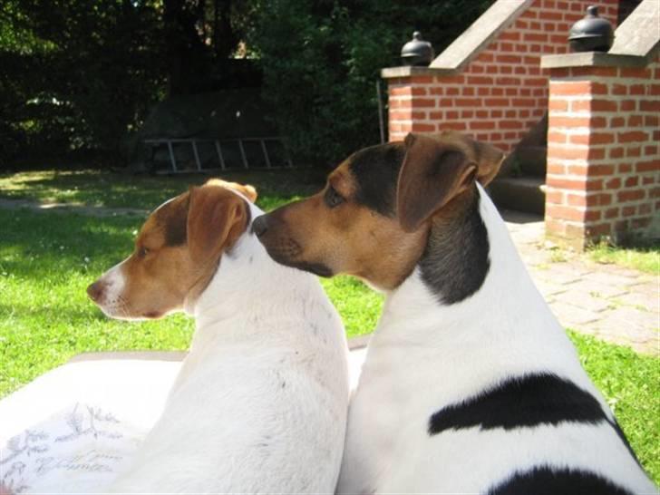 Dansk svensk gaardhund Herkules billede 6