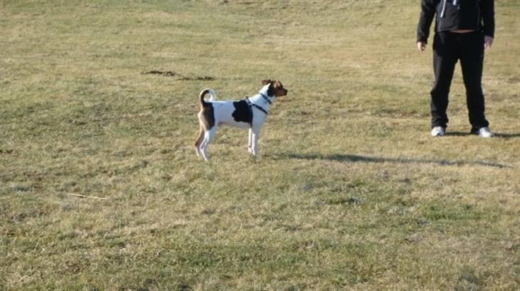 Dansk svensk gaardhund Herkules billede 7