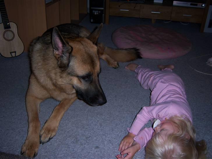 Schæferhund Rico billede 9