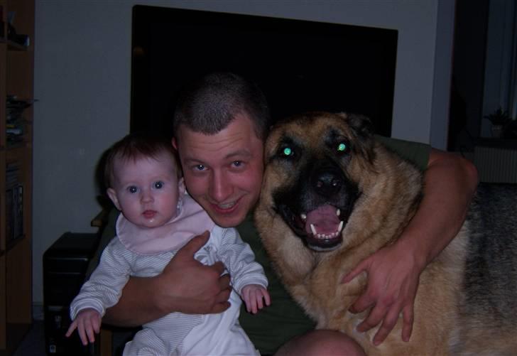 Schæferhund Rico billede 10