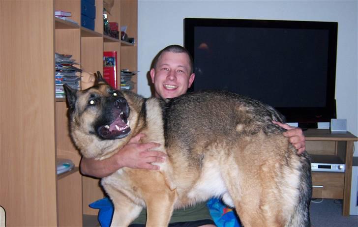 Schæferhund Rico - Fars "lille" vovse. billede 11