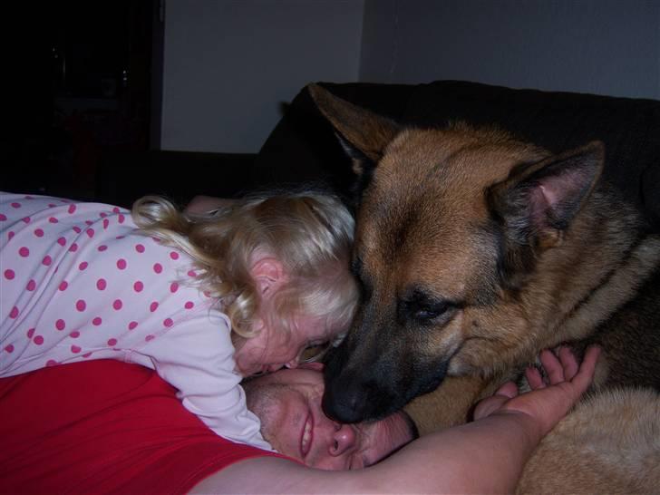 Schæferhund Rico - Gruppe kram! billede 12