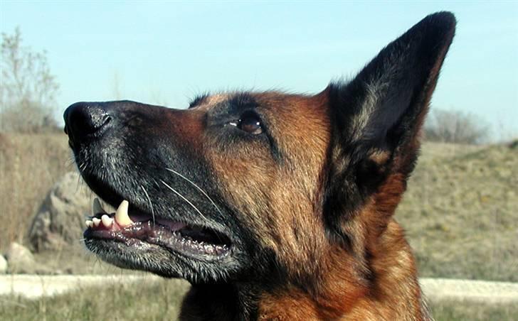 Schæferhund Happy - Fint hovede men med lidt store ører billede 2