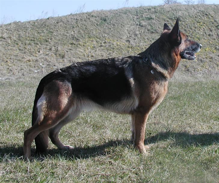 Schæferhund Happy - Her er hun i Hedeland billede 4