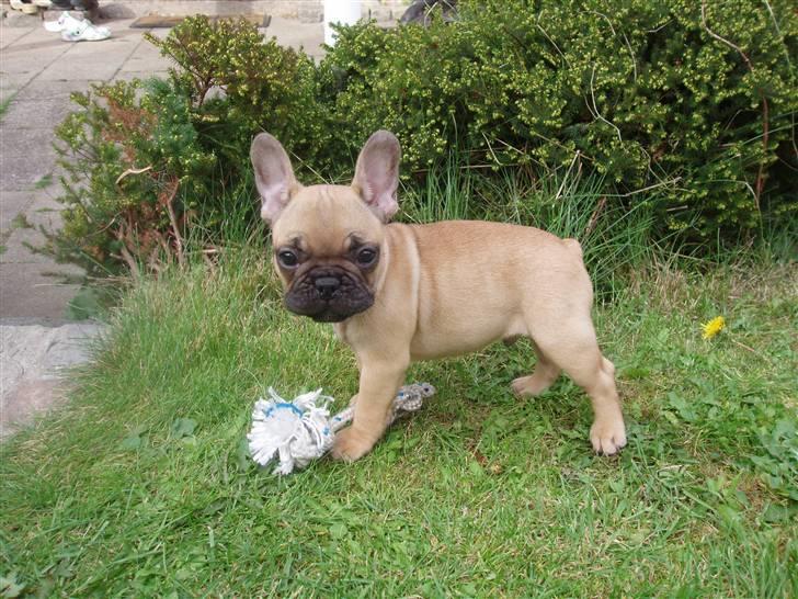 Fransk bulldog Balder billede 1