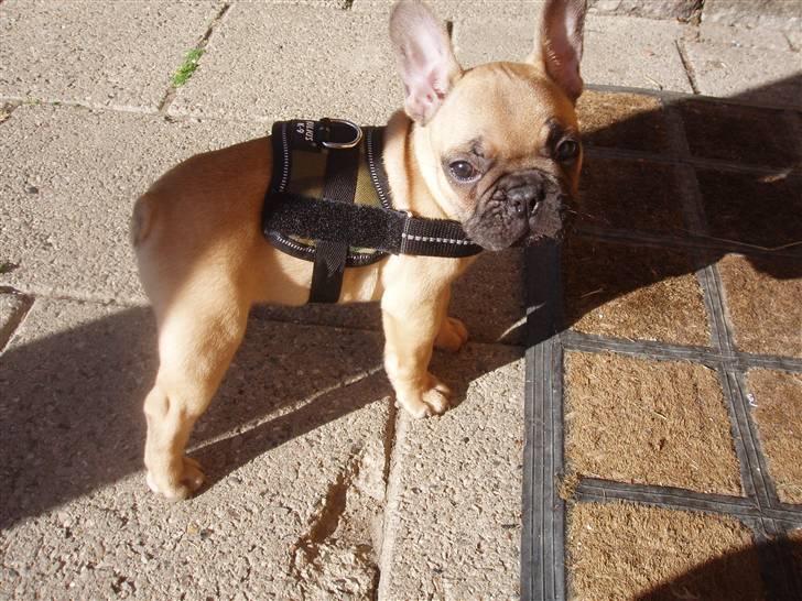 Fransk bulldog Balder billede 2