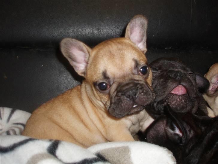 Fransk bulldog Balder billede 3