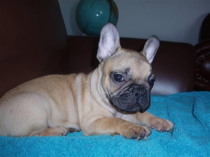 Fransk bulldog Balder billede 4
