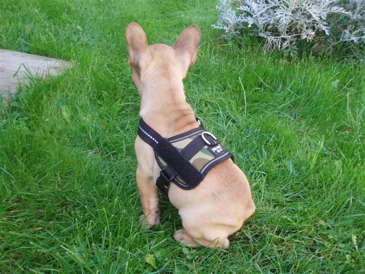 Fransk bulldog Balder billede 5