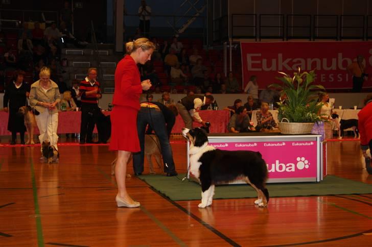Australian shepherd Travis - Travis bliver BIS Hvalp på DKKs internationale udstilling i Brøndby billede 7
