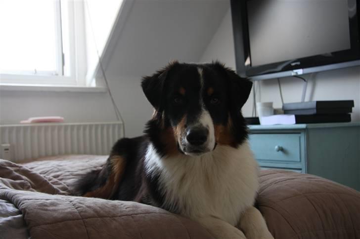 Australian shepherd Travis billede 8