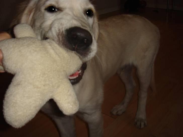 Golden retriever Sammy - Se mit fine pivedyr! Ska vi lege?? billede 13