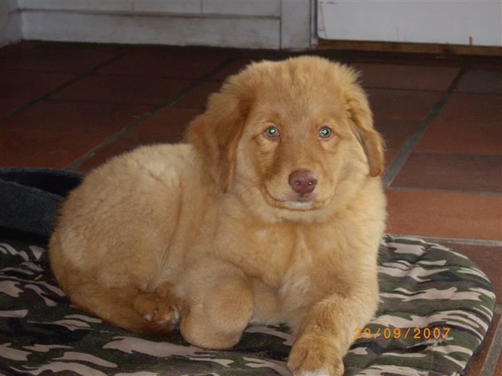 Nova scotia duck tolling retriever Mikkel - moar altså jeg er træt nu og vil bare slappe af på mit tæppe.. billede 12