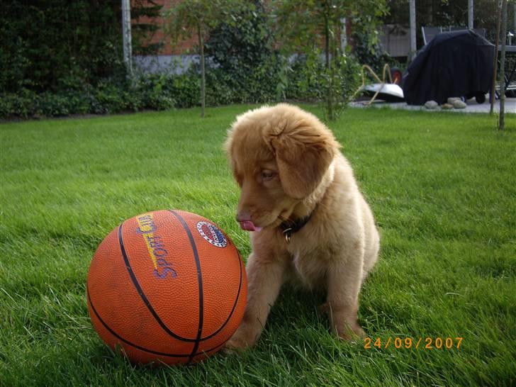 Nova scotia duck tolling retriever Mikkel - hmm hvad gør jeg lige ved den? det hjælper jo ikke at række tunge har jeg fundt ud af. billede 13