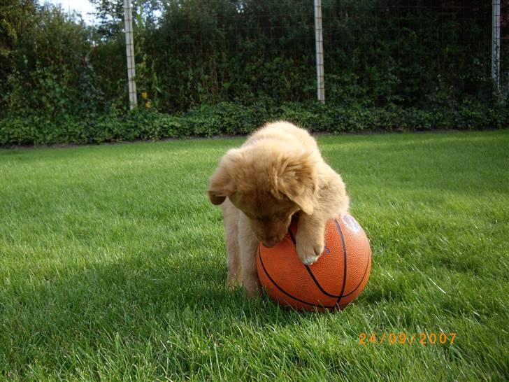 Nova scotia duck tolling retriever Mikkel - jooee nu har jeg det .. op og hænge på bolden så den kan blive liggende billede 14