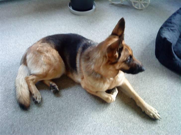 Schæferhund tanja *R.I.P* billede 6