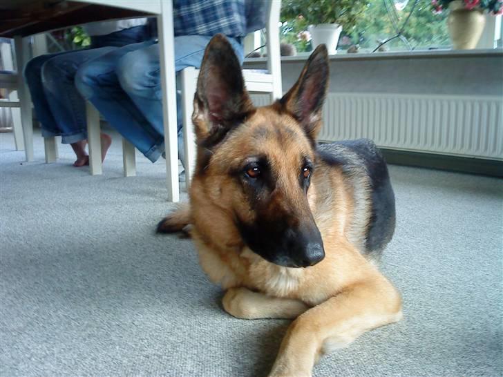 Schæferhund tanja *R.I.P* billede 7