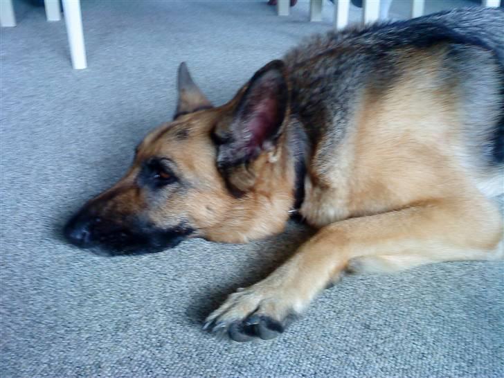 Schæferhund tanja *R.I.P* billede 8