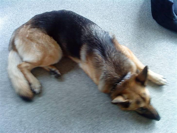 Schæferhund tanja *R.I.P* billede 9