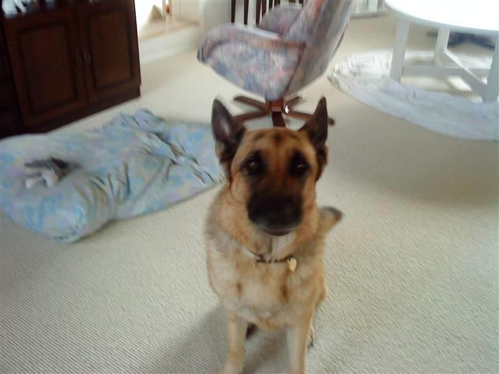 Schæferhund tanja *R.I.P* billede 10