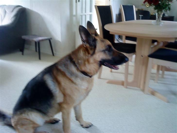 Schæferhund tanja *R.I.P* billede 12