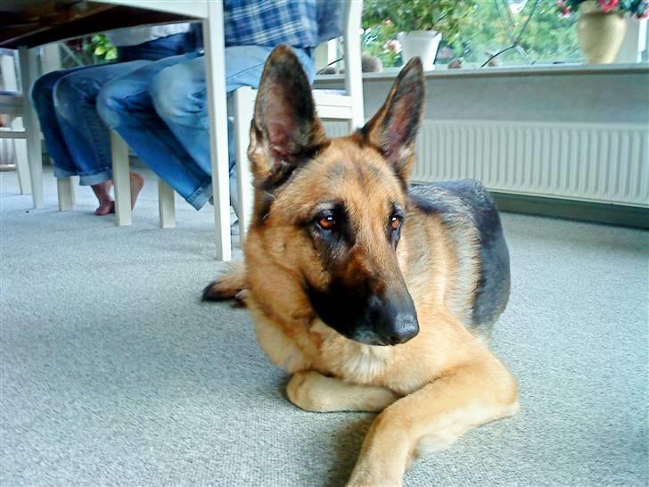 Schæferhund tanja *R.I.P* billede 13