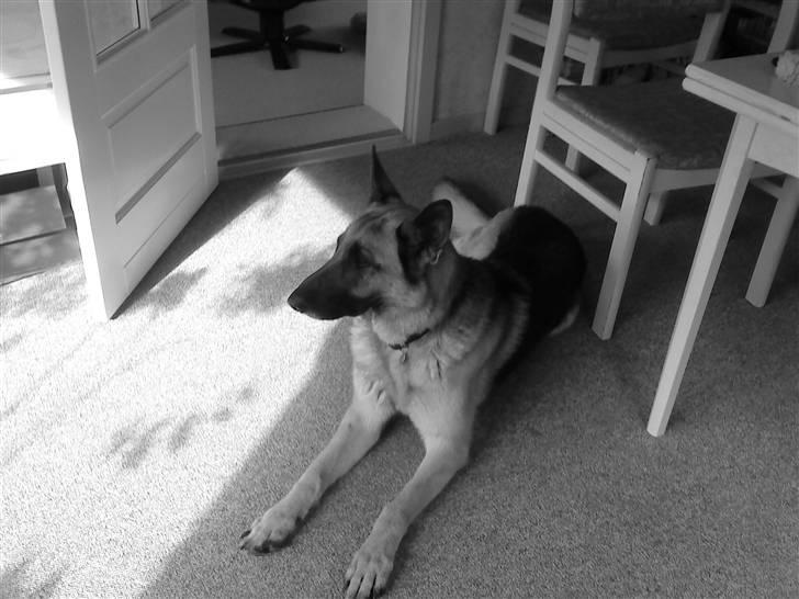 Schæferhund tanja *R.I.P* billede 14