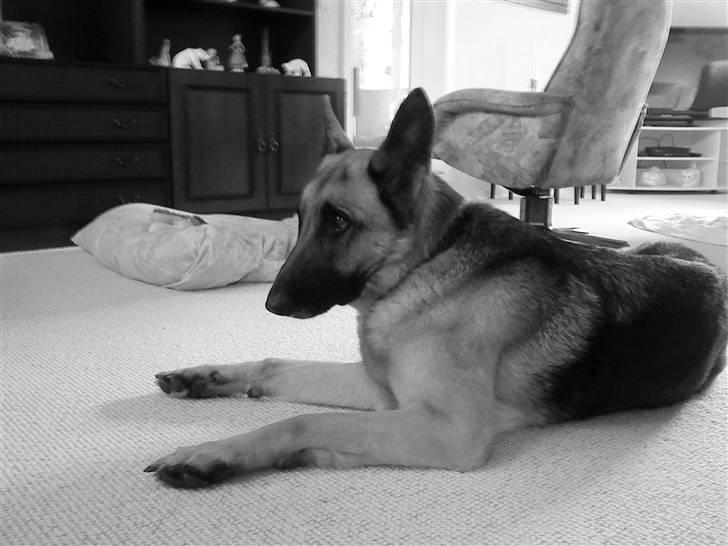 Schæferhund tanja *R.I.P* billede 15