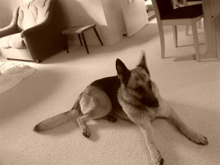 Schæferhund tanja *R.I.P* billede 16