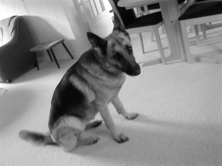 Schæferhund tanja *R.I.P* billede 17