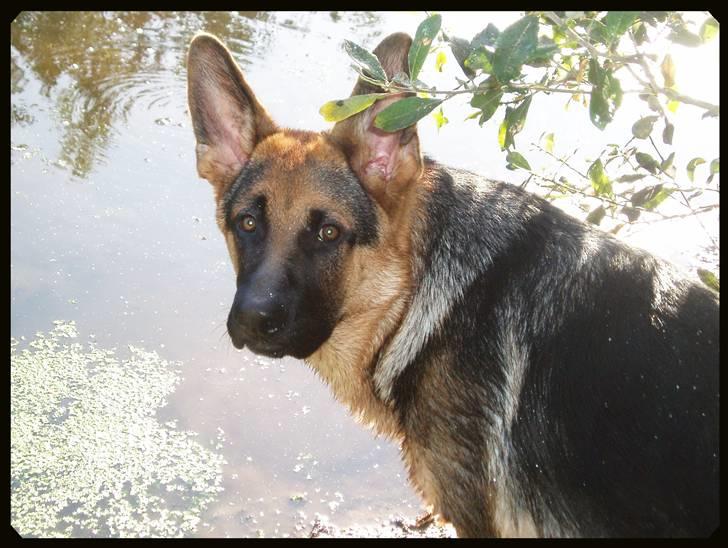 Schæferhund - "Bjarli oliver" - King - King ved sin dejlige "bade-mose" billede 14