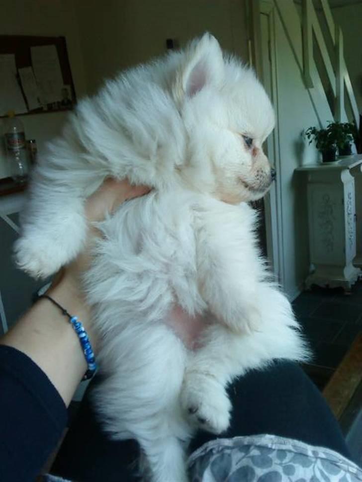 Pomeranian Laika - se jeg har meget mere fin pels nu ^.^ billede 8