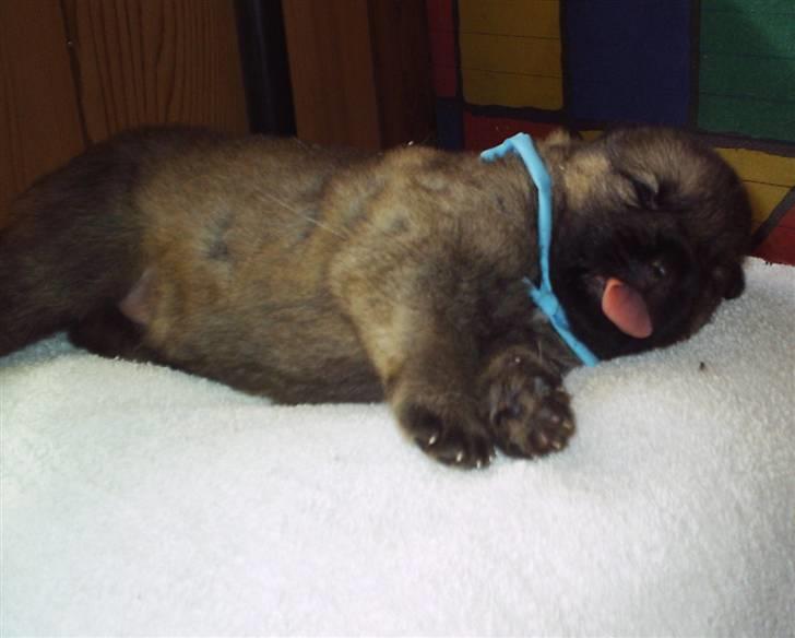 Schæferhund Rico - Rico som meget lille hvalp..... billede 13