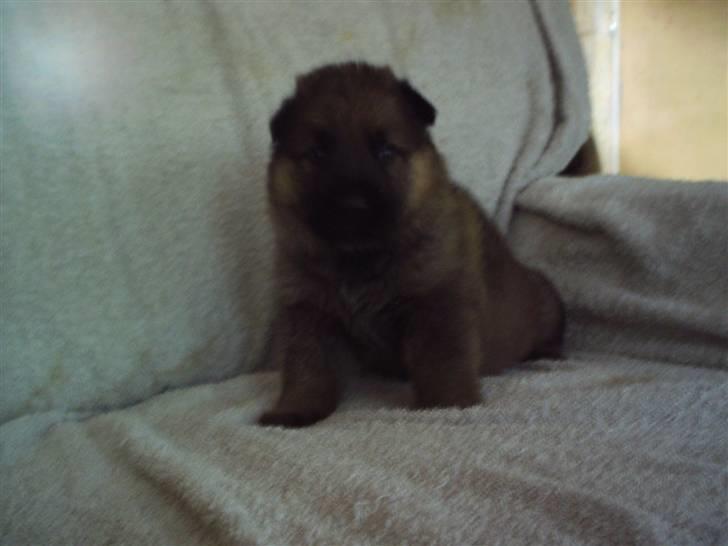 Schæferhund Rico - Vi var heldige at Ricos opdrætter havde nogle hvalpe billeder..... Ligner jo et lille plysdyr :) billede 14