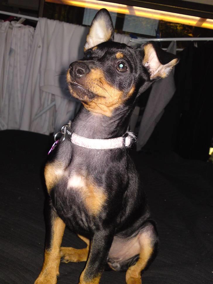 Engelsk toy terrier Tiescha billede 1