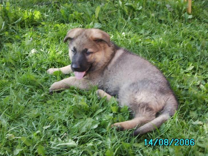 Schæferhund Rico billede 15