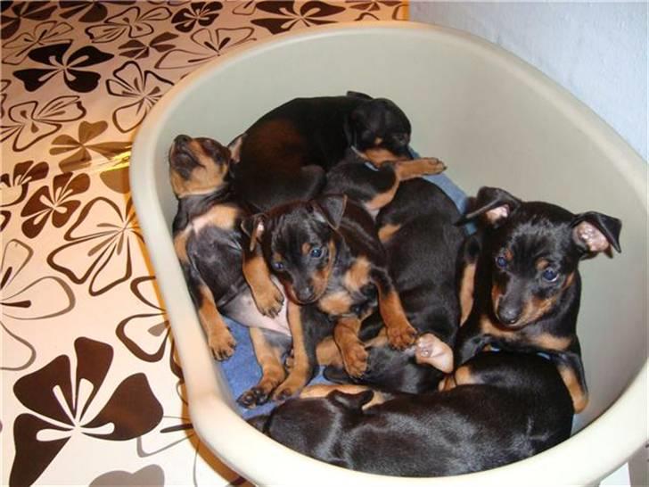 Engelsk toy terrier Tiescha - her ligger jeg med mine søskende billede 2