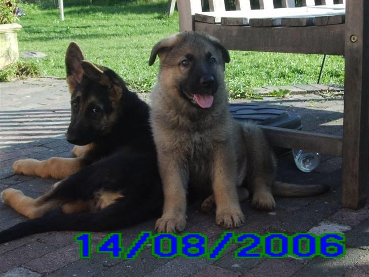 Schæferhund Rico - Rico med din bror/søster. billede 16