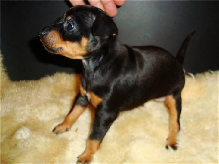 Engelsk toy terrier Tiescha billede 3