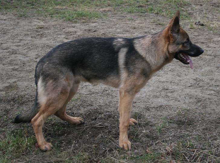 Schæferhund Rico - Rico som unghund.  billede 17