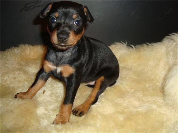 Engelsk toy terrier Tiescha billede 4