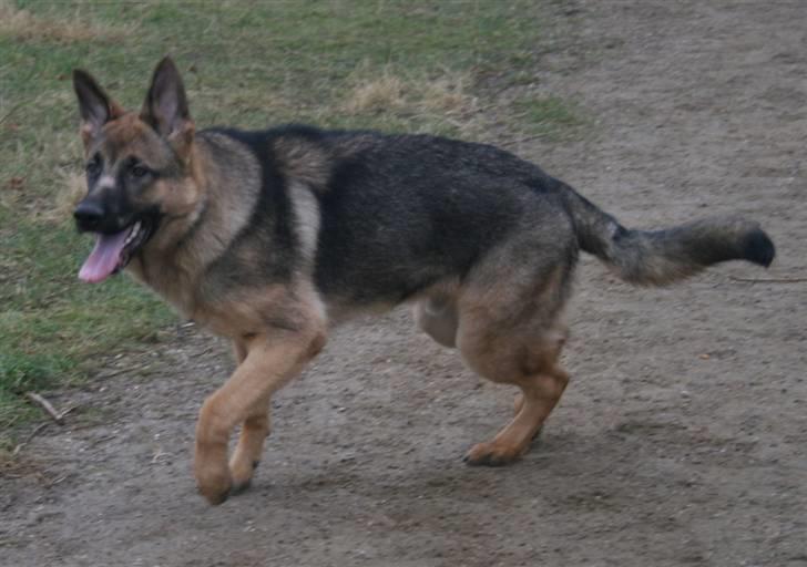 Schæferhund Rico billede 18