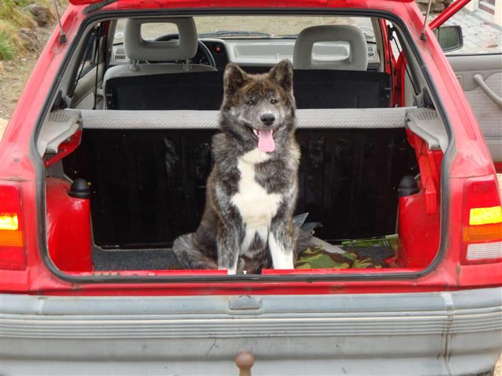 Akita inu Ricky billede 6